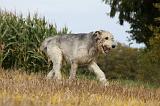 IRISH WOLFHOUND 157